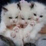 3 Posisi Tepat untuk Menaruh Kotak Pasir untuk Kucing