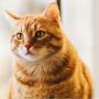 Antisipasi Penyakit Rabies, Karantina Batam Tolak Dua Ekor Kucing dari Riau