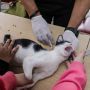 Vaksinasi Rabies Gratis Hewan Peliharaan di Tebet