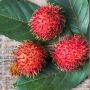 4 Khasiat Daun Rambutan untuk Kesehatan, Bisa Atasi Rambut Beruban Lho!