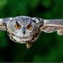 BREAKING NEWS! 2.509 Burung Sitaan Dilepasliarkan di Kawasan Gunung Rajabasa