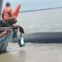 Detik-detik Paus Orca Terdampar Digiring Nelayan ke Laut Lepas di Rokan Hilir
