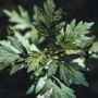 Populer di Dunia Kecantikan, Ini 5 Manfaat Mugwort untuk Kesehatan Kulit
