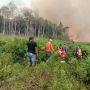 Hutan di Pesisir Selatan Terbakar, Api Menjalar Sejak 3 Hari Lalu