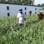 Tanjungpinang Berlahan Gambut, Petani Ini Berhasil Tanam Padi di Perkarangan