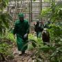 Edukasi Pelestarian Orangutan Harus Dipahami Generasi Muda, Ternyata Ini Pentingnya Untuk Lingkungan Hidup
