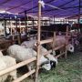 Mengapa Idul Adha Identik dengan Kurban? Simak Kisah Nabi Ibrahim