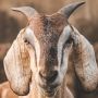 Berapa Harga Kambing Kurban 2023? Ini Daftar Lengkapnya untuk Persiapan Idul Adha
