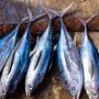 Rencana Blue Economy Indonesia: Tangkapan Ikan Diarahkan Jadi Budidaya