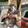 Bukti Kucing Punya Nyawa Sembilan, Jatuh dari Lantai 6 Sebuah Gedung Tapi Selamat Meski Menghancurkan Kaca Mobil
