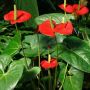 4 Tips Merawat Anthurium Mickey Mouse agar Tumbuh Subur dan Cepat Berbunga