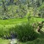 Bali, ketika pariwisata “di luar kendali” merambah pertanian dan budaya