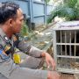 Gerombolan Monyet Liar Bikin Gaduh Rumdin Bupati Tala