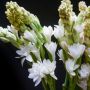 5 Parfum Lokal Wangi Bunga Sedap Malam, Aromanya Elegan dan Tahan Lama