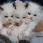Jangan Asal! Inilah 3 Tips Jitu Hindari Kucing dari Jamur