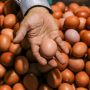 Harga Telur Naik! Cek Update Harga Kebutuhan Pokok Tahun Baru 2025