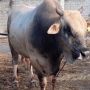 Arjuna, Sapi Kurban Presiden Jokowi untuk Warga Sulawesi Tengah