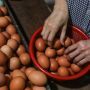 Pemerintah Justru Pusing Harga Telur Terlalu Murah