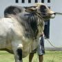 Penampakan Sapi Kurban Jokowi di Riau, Segini Bobotnya