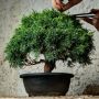 Pemula Wajib Tahu, Ini 5 Cara Merawat Bonsai agar Bentuknya Tetap Rapi