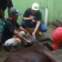 Cegah Hewan Kurban Stres saat Disembelih, Para Takmir Masjid di Kota Jogja Ikuti Pelatihan