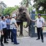 Semarang Zoo Dapat Hibahan Dua Gajah dari Borobudur, Ini Namanya