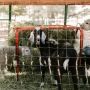 4 Jenis Kambing yang Umum Dijadikan Hewan Kurban di Indonesia