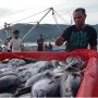 Sistem Resi Gudang Diminati Nelayan, Registrasi Resi Gudang Komoditas Ikan Meningkat Tajam
