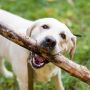 Waspada! 5 Penanganan Pertama Jika Terkena Gigitan Anjing Rabies