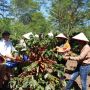 Kopi Arabika Ijen Panen Raya, Harga dan Produktivitas Petani Meningkat