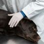 Viral Anak Meninggal Gegara Rabies Sampai Alami Hydrophobia, Tanda Sudah Tak Bisa Disembuhkan?