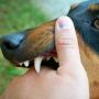 Ada Kasus Rabies Timbulkan Kematian di Bali, Pemkot Mataram Ikut Waspada