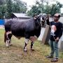 Untuk Hewan Kurban, Sapi Berbobot 900 Kg milik Peternak Asal Metro Dibeli Presiden Jokowi Seharga Rp 100 Juta