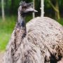 3 Fakta Unik Burung Emu, Salah Satunya Ada Perang Melawan Burung Ini