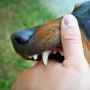 Cegah Kematian, Ini Pertolongan Pertama Bila Digigit Hewan Rabies