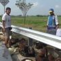Pikap Pengangkut Ternak Terguling di Tol Ngawi, Kondisi Kambing Syok
