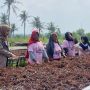 Tekan Angka Pengangguran Perempuan Lewat Pelatihan Budi Daya Rumput Laut di Lampung Selatan