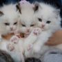 Ingin Pelihara Kucing? Pertimbangkan 4 Hal Ini Dulu