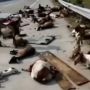 Viral Puluhan Kambing Tergeletak di Jalan Tol Ngawi-Solo