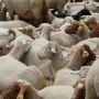 3 Golongan yang Berhak Menerima Daging Kurban Sesuai dengan Syariat Islam