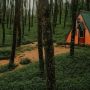 Hutan Pinus Kragilan, Tempat Wisata dengan Pemandangan Alam di Magelang