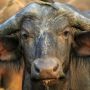 6 Zodiak Paling Keras Kepala Menurut Astologi, Gak Heran Taurus Dipanggil Kepala Batu!