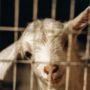 Update Harga Hewan Kurban 2023 Terbaru: Sapi, Kambing, Kerbau, Unta Ada Penurunan Harga?