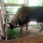 Dibanderol Rp 80 Juta, Ini Penampakan Sapi Kurban Jokowi Dibeli dari Peternak di Natuna