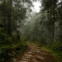 Hutan Muda Bisa Serap Karbon Lebih Cepat, Mengapa Kita Belum Fokus ke Sana?