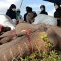 Tim Dokter Selidiki Penyebab Gajah Mambo yang Mati di Pusat Latihan Way Kambas