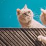 Apa Hukum Sterilkan Kucing dalam Islam? Ini Penjelasan Buya Yahya!