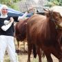 7 Potret Delia Septianti Jadi Juragan Sapi yang Cantik, Semakin Laris Jelang Hari Raya Idul Adha