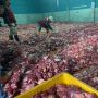 Lebih Separuh Warga Berkurban, Kisah Tradisi Dusun Krajan yang Dibanjiri Daging saat Idul Adha