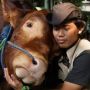 Bikin Mewek, Momen Perpisahan Perawat Sapi Golden yang Dibeli Irfan Hakim